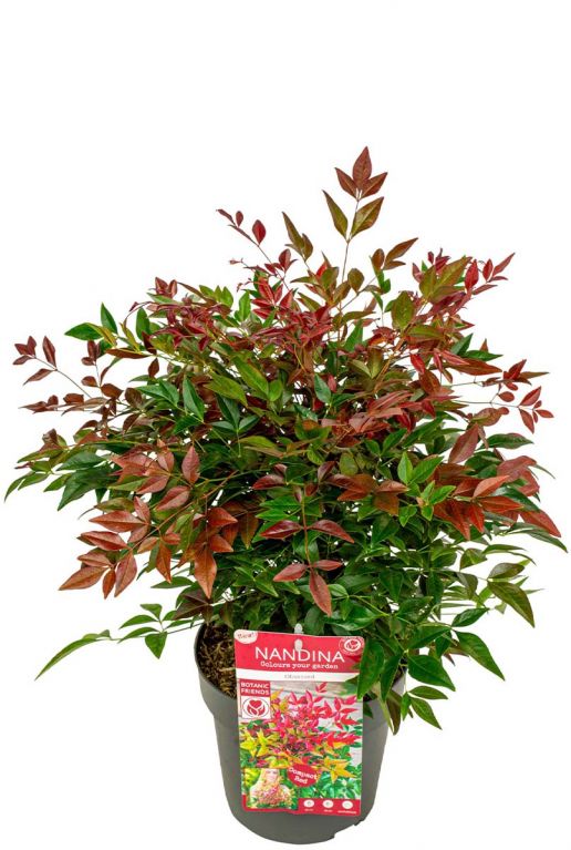 Nandina domestica obsessed plant p19 1
