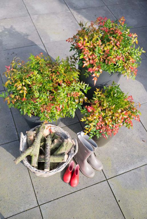 Nandina domestica obsessed tuinplanten