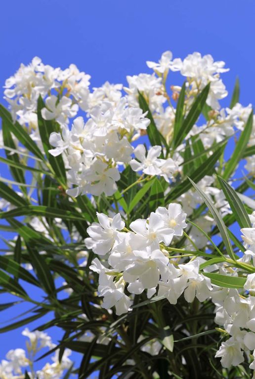 Nerium oleander tuinplant