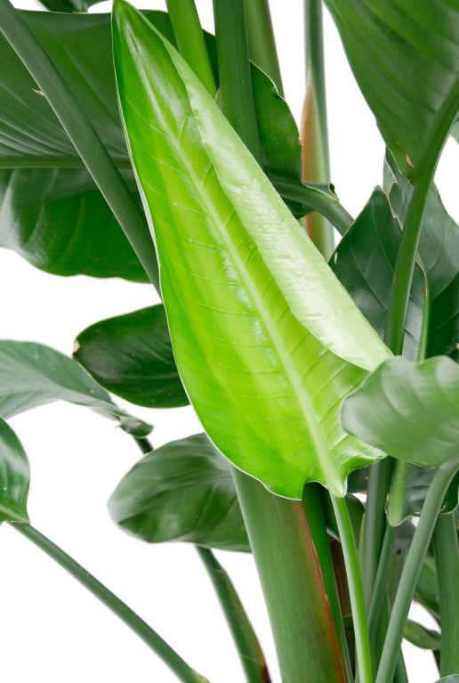 Nieuw blad van de paradijsvogelbloem kamerplant 