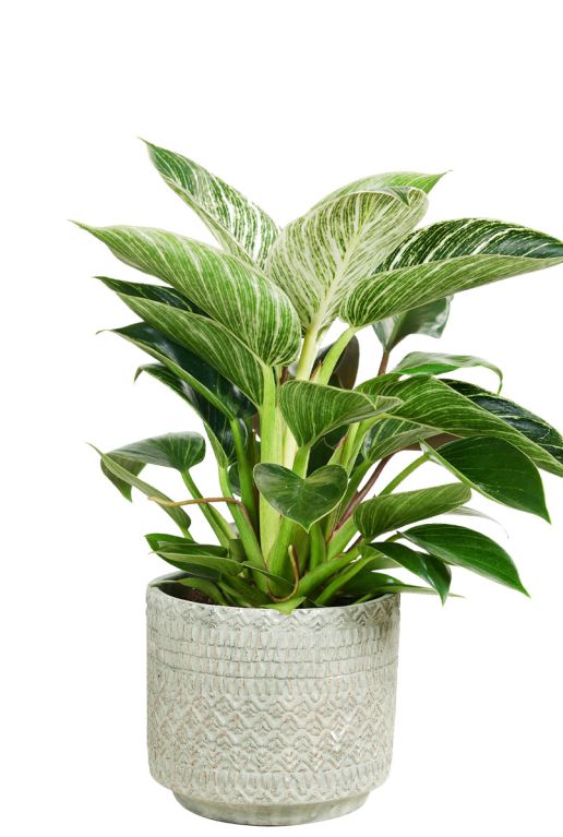 Noah-pot-cement-grijs-plant-6cm