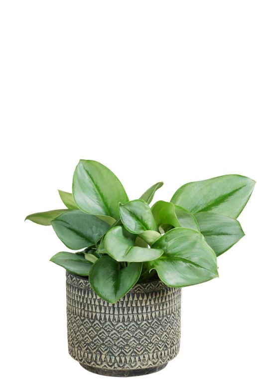 Noah-pot-cement-zwart-plant-6cm