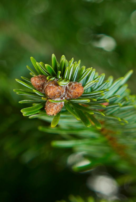 Nordmann-kerstboom-closeup 1