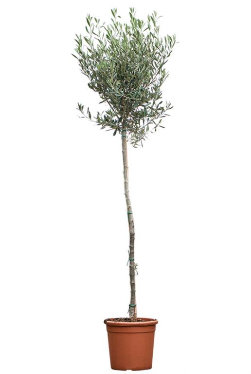 Olea europaea olijfboom p24