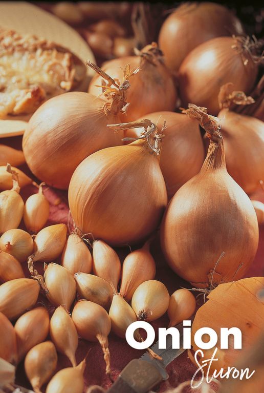 Onion sturon uien bollen
