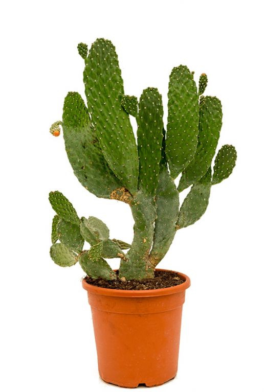 Opuntia consolea cactus
