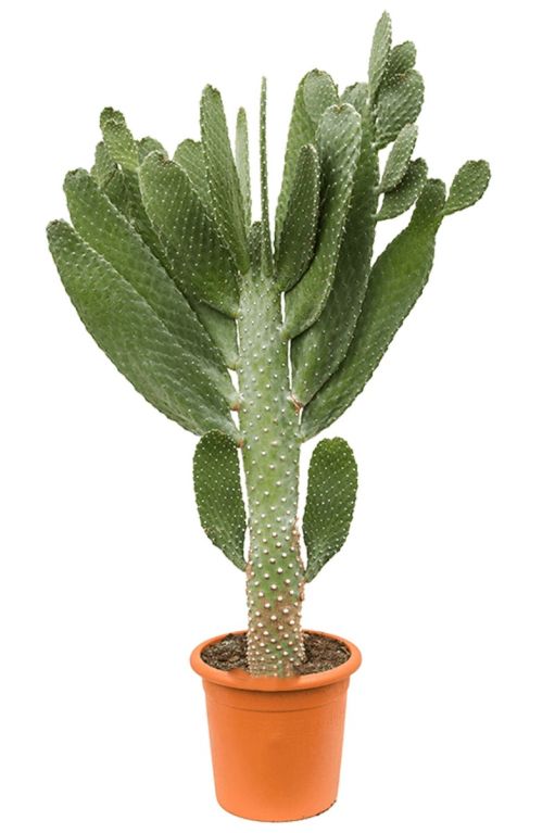 Opuntia consolea cactus 1
