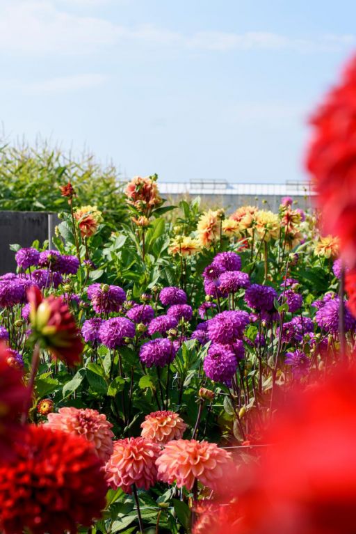 Dahlia Purper Mix 