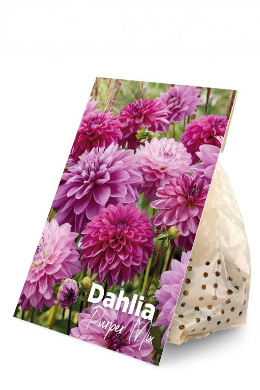 Dahlia Purper Mix 