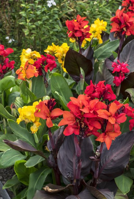 Canna Mix
