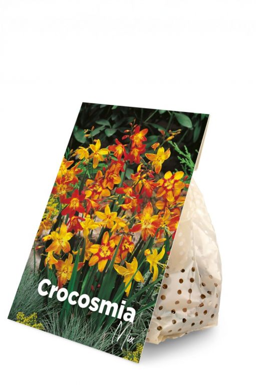 Crocosmia Mix 