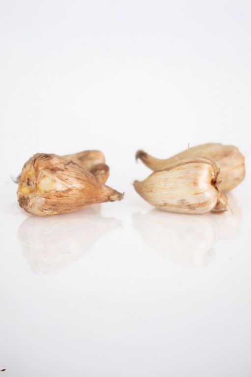 Freesia Single Mix 