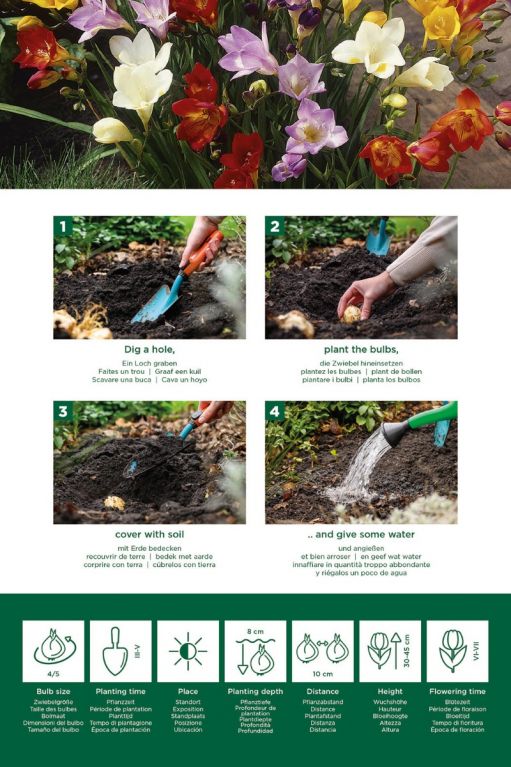 Freesia Single Mix 