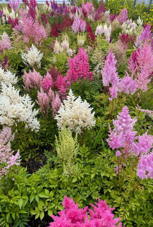 Astilbe Mix