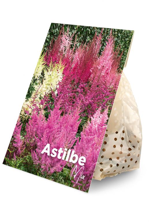 Astilbe Mix