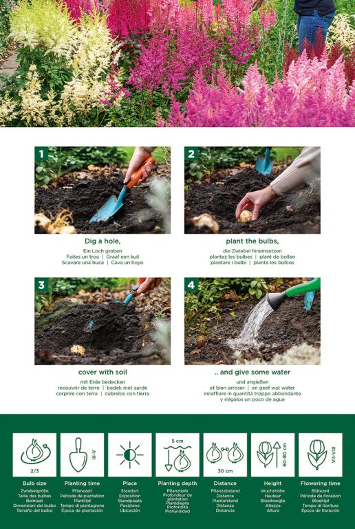 Astilbe Mix