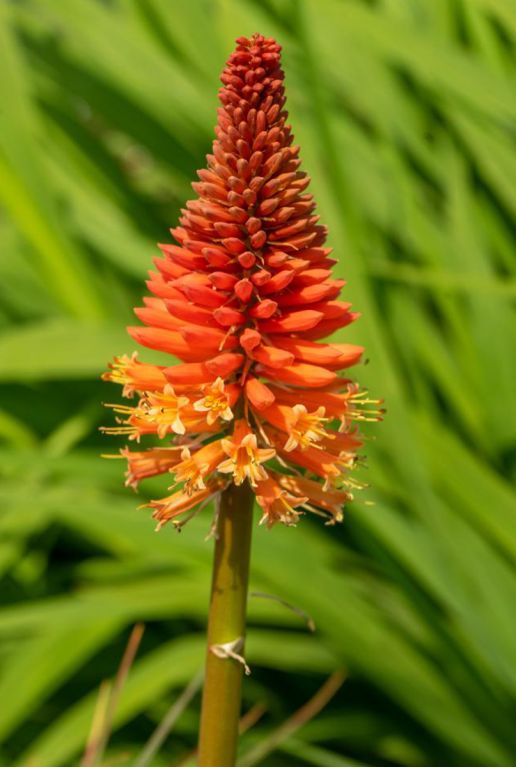 Kniphofia Uvaria Grandiflora