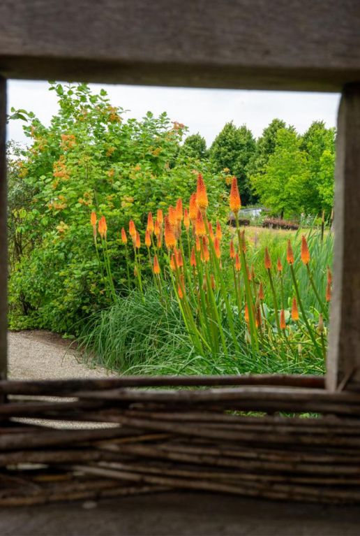Kniphofia Uvaria Grandiflora