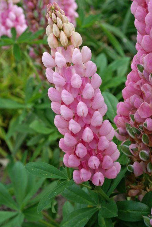 Lupinus Russell Dwarf Mix