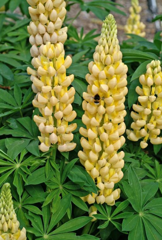 Lupinus Russell Dwarf Mix