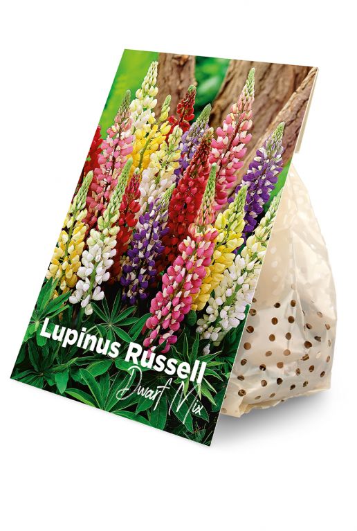 Lupinus Russell Dwarf Mix