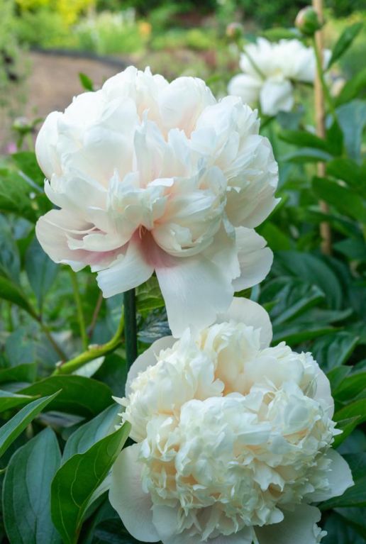 Paeonia Mix