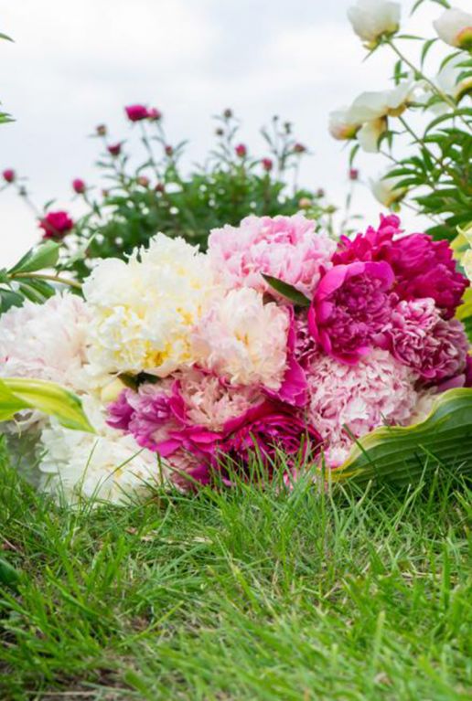 Paeonia Mix