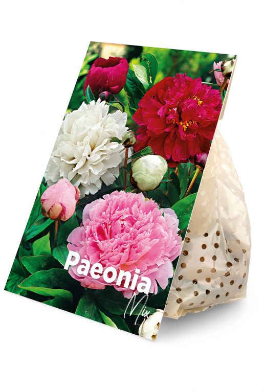 Paeonia Mix