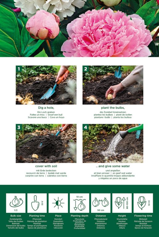 Paeonia Mix