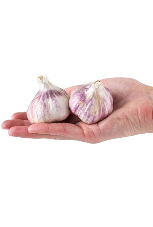 Garlic pink