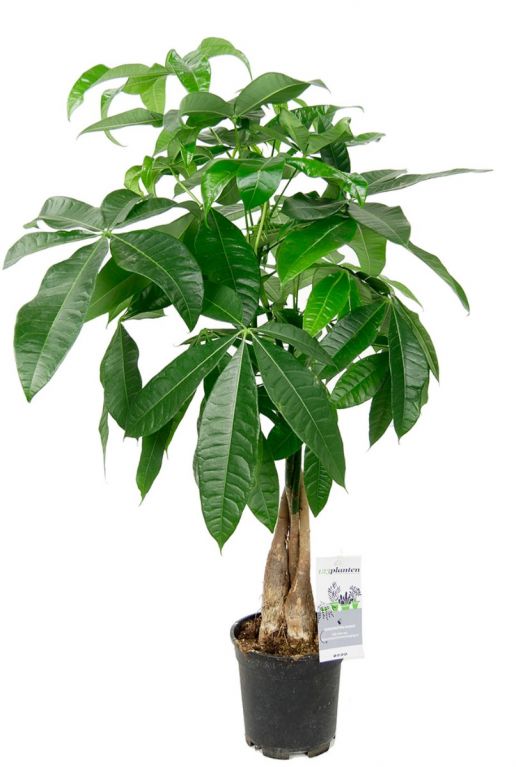 Pachira aquatica kamerplant 1