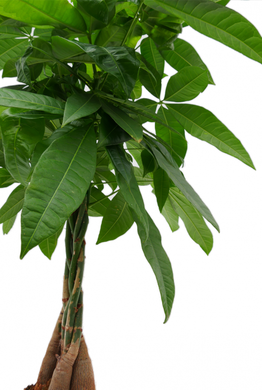 Pachira plant met gevlochten stam en groene bladeren