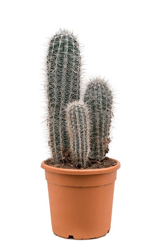 Pachycereus pringlei cactus