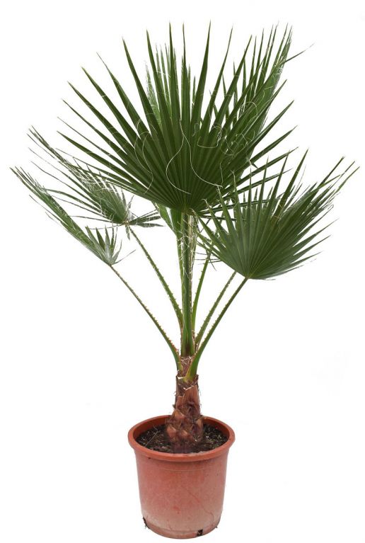 Palm washingtonia robusta