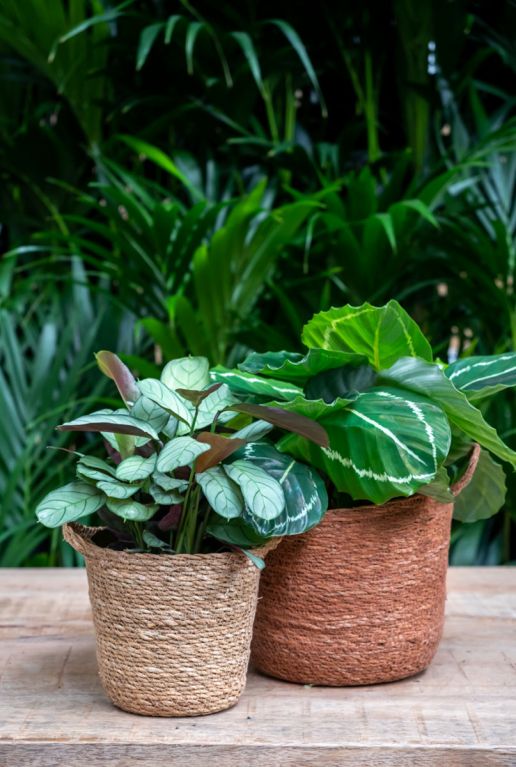 Panier-a-plantes-nelis-naturel-du-chameau 2