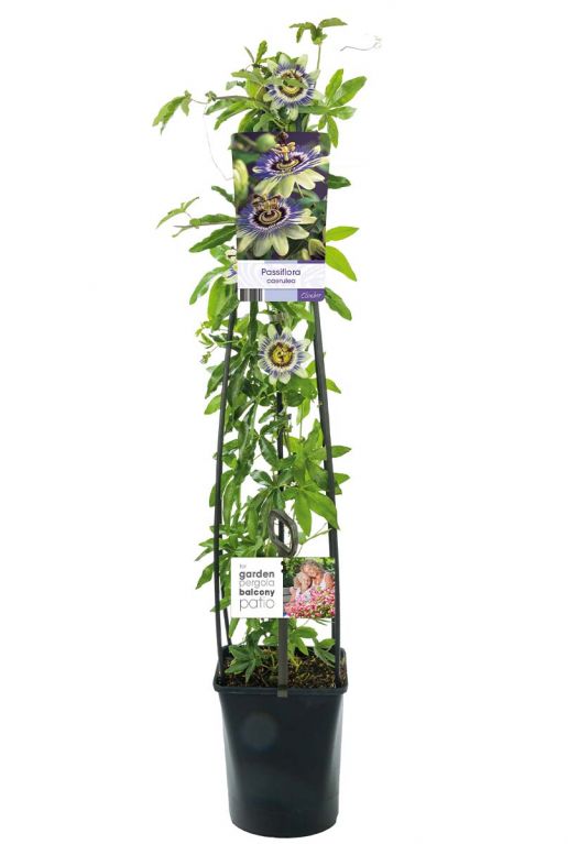 Passiflora caerulea plant p23 1