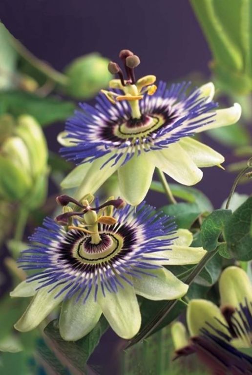 Passiflora caerulea tuinplant