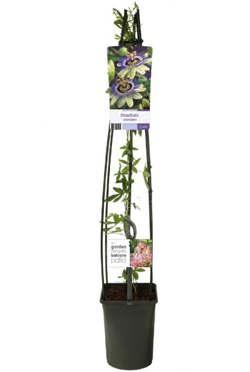 Passiflora caerulea tuinplant p23 1