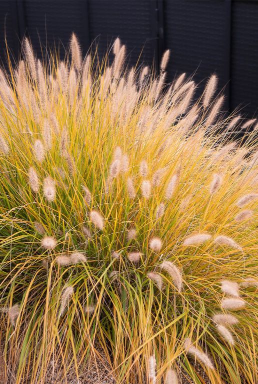 Pennisetum alopecuroides hameln tuinplant