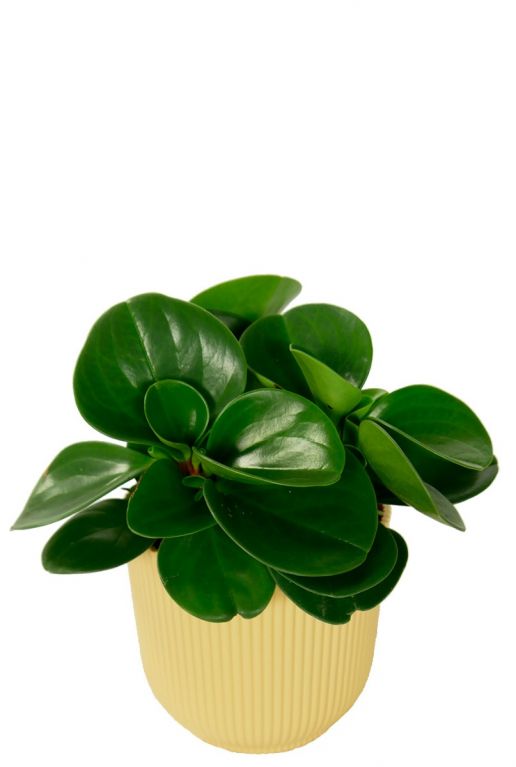 Peperomia in elho