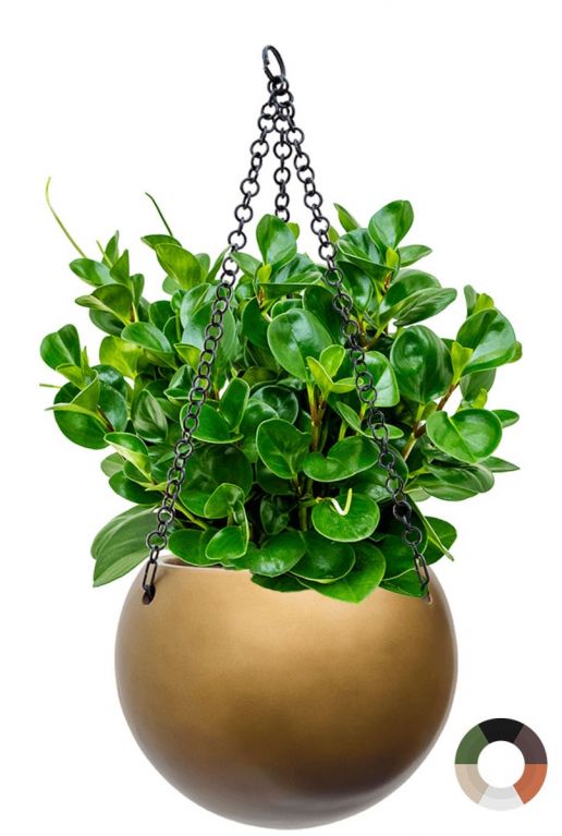 Peperomia in hangpot baq