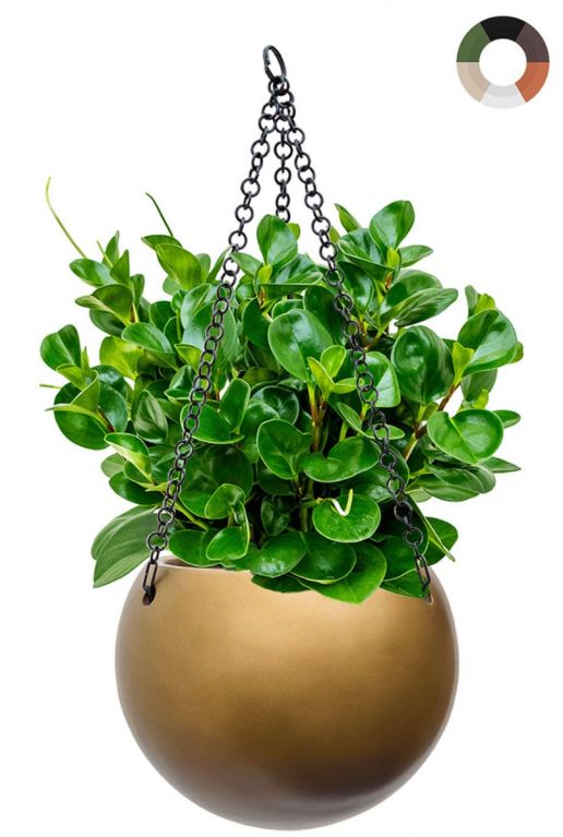 Peperomia in hangpot baq 1