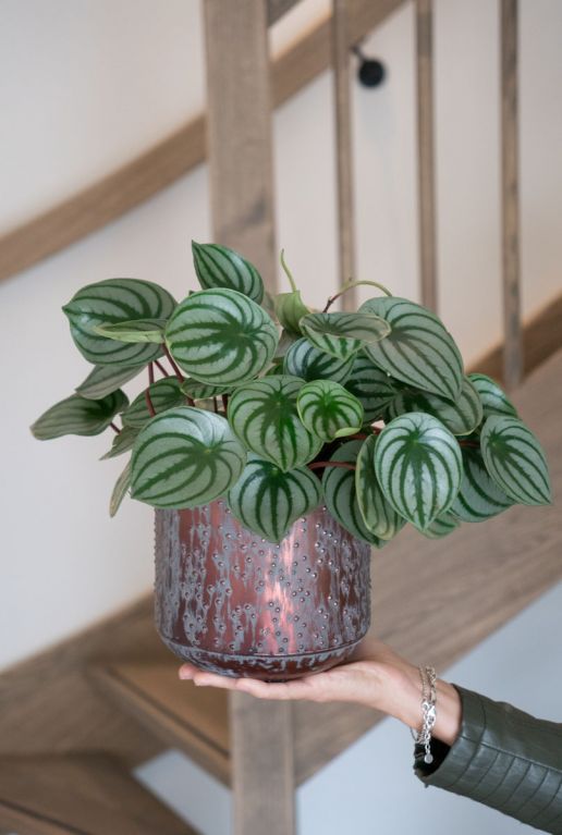 Peperomia in koper bloempot 3