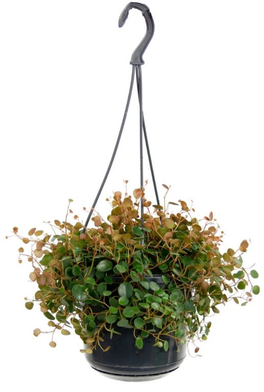 Peperomia pepperspot hangplant