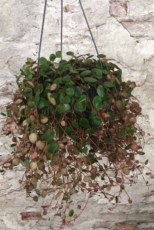 Peperomia pepperspot interieur plant