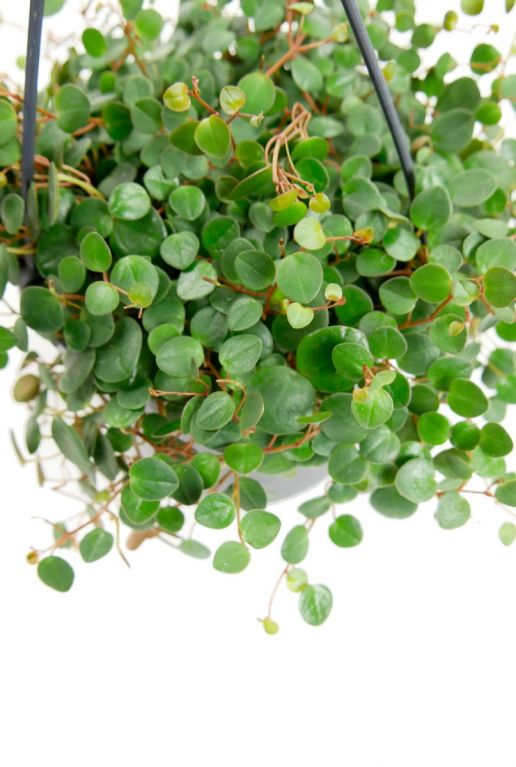 Peperomia Pepperspot
