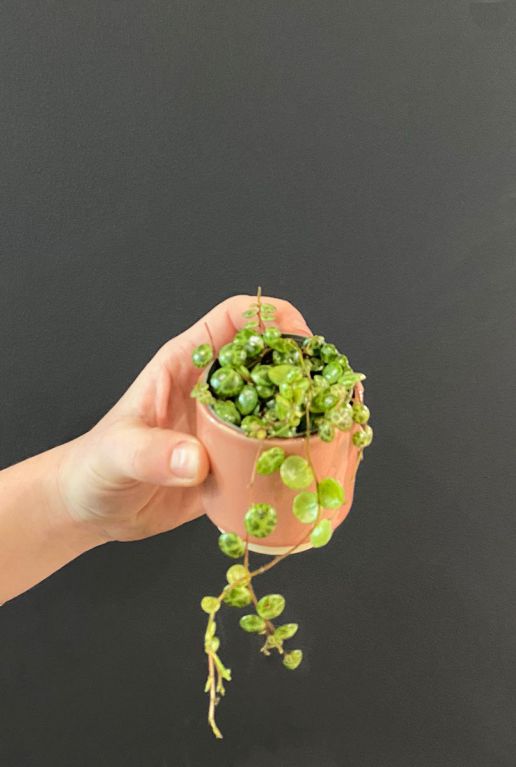 Peperomia prostrata mini plant