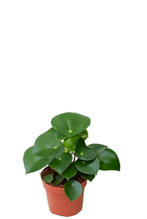 Peperomia rain drop plant