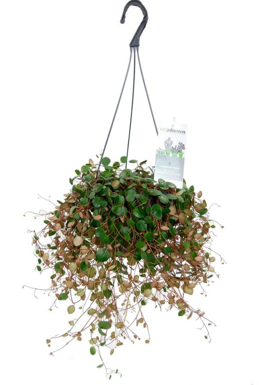 Hoya Krohniana Silver blad