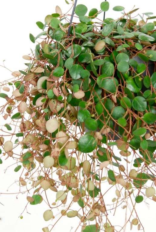 Pepperspot hangplant ronde bladeren